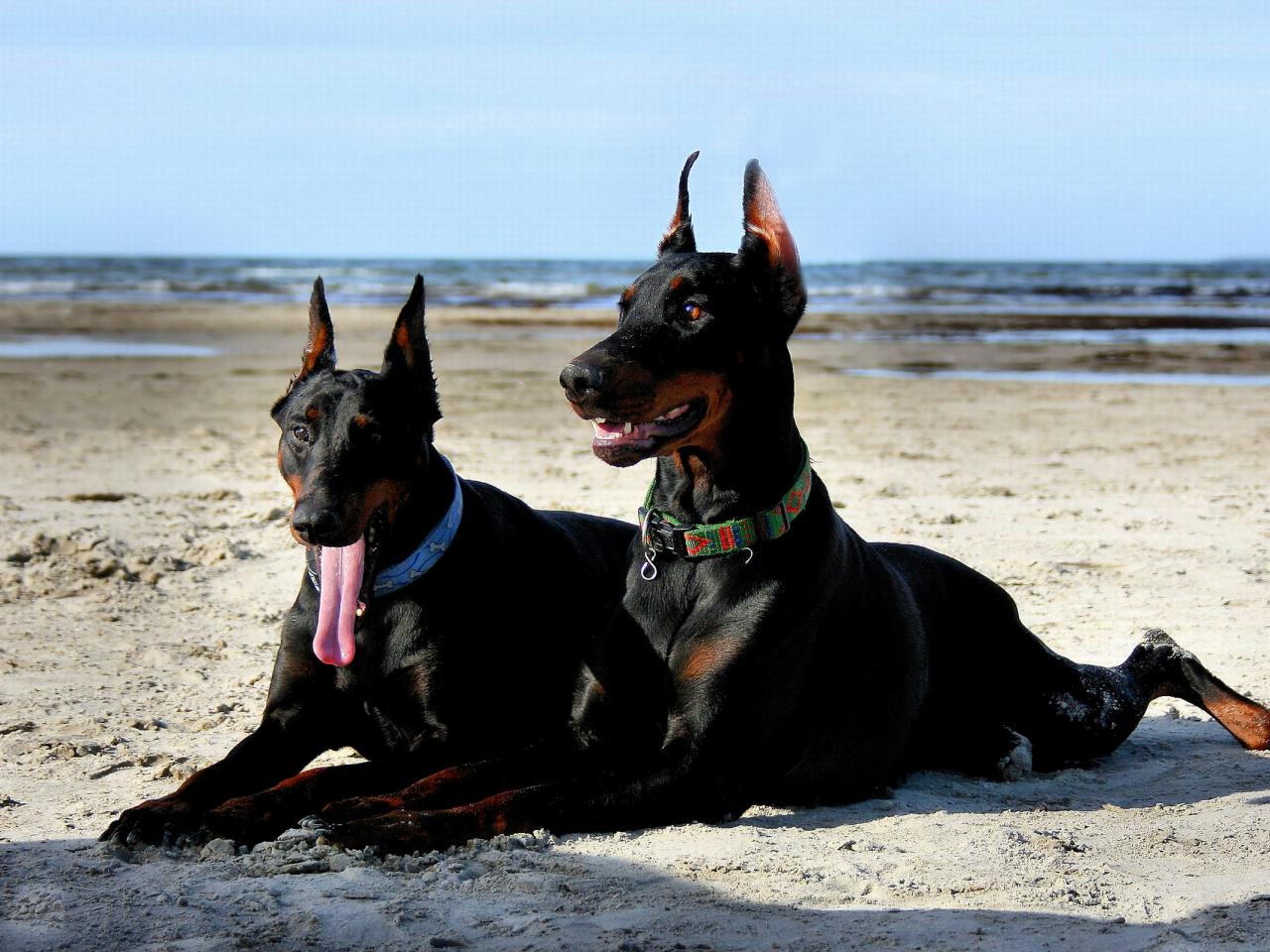 обои Chillin`on the beach фото