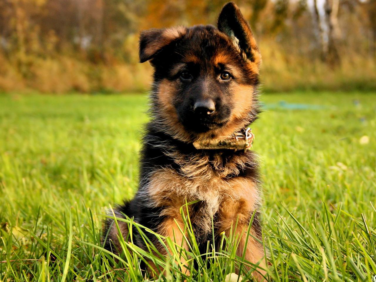 обои German Shepherd puppy фото