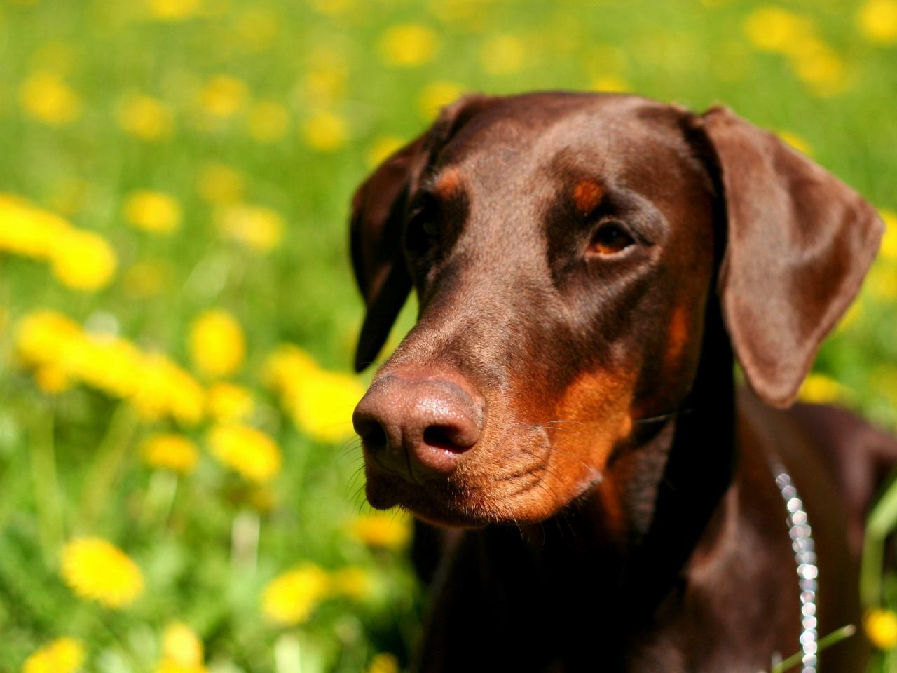 обои Beautiful dobermann фото