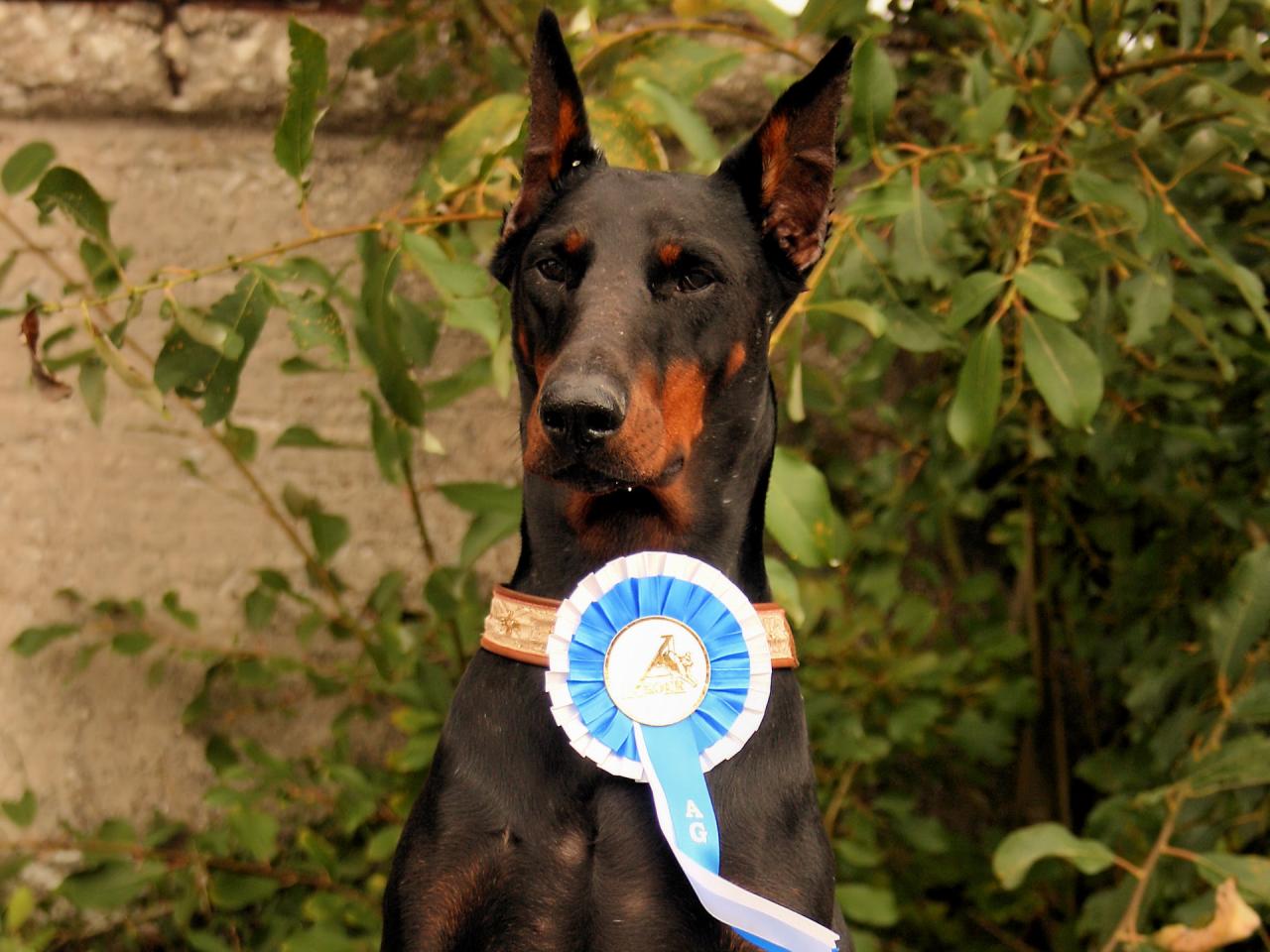 обои Beautiful Doberman фото