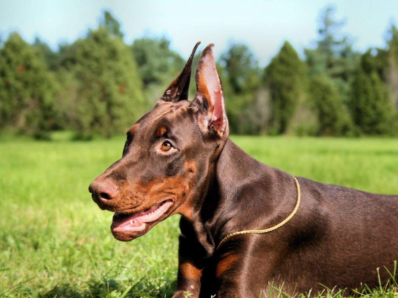 обои Dobe puppy фото