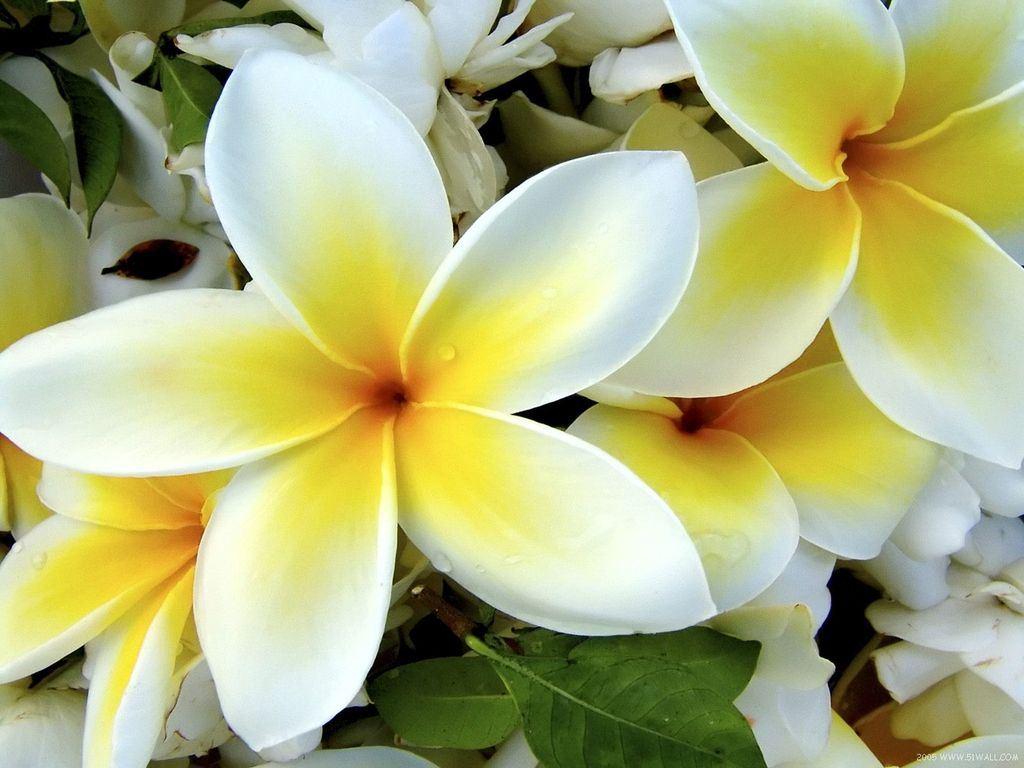 обои Tropical Plumeria фото