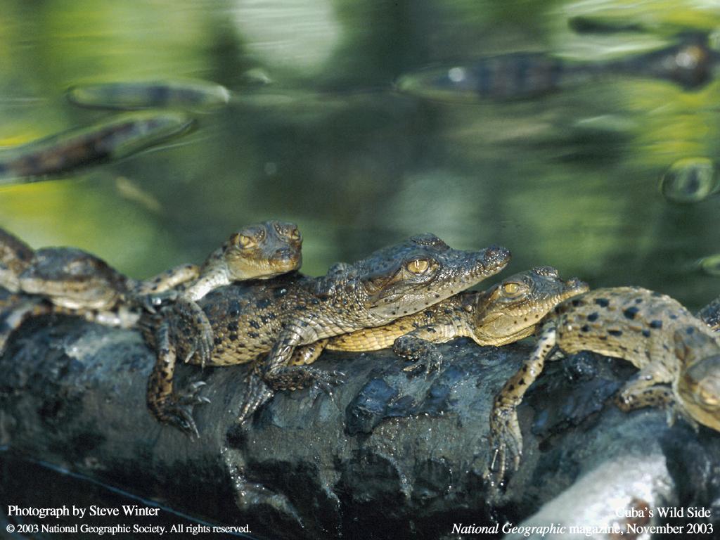 обои Семья крокодилов фото