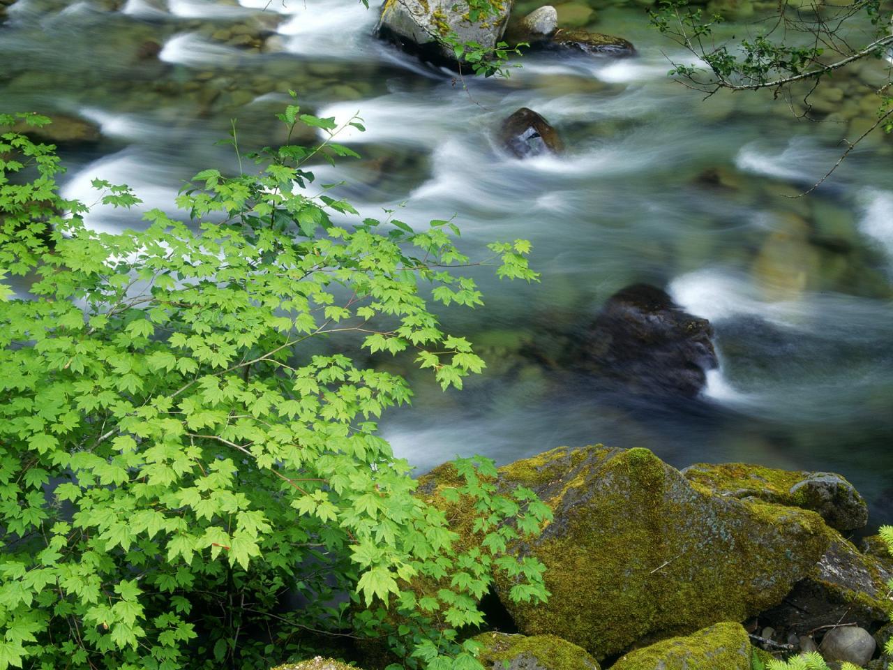 обои Vine Maples Hang Over the Sol Duc River, Olympic фото