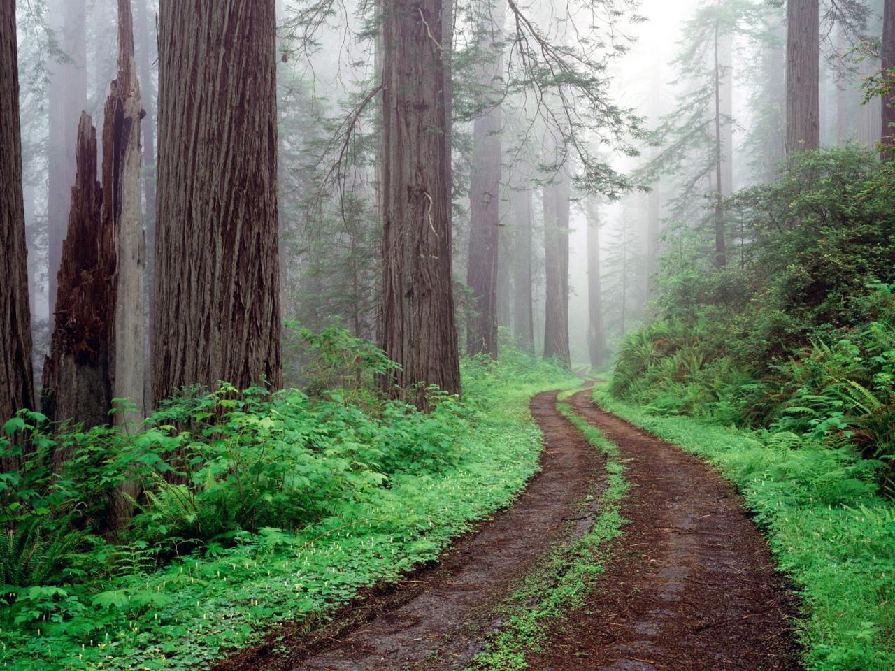 обои Redwood National Park, California фото