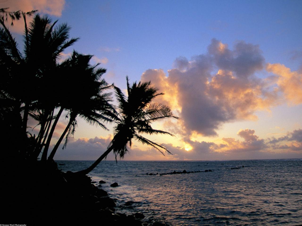 обои Palm Trees over the Pacific фото