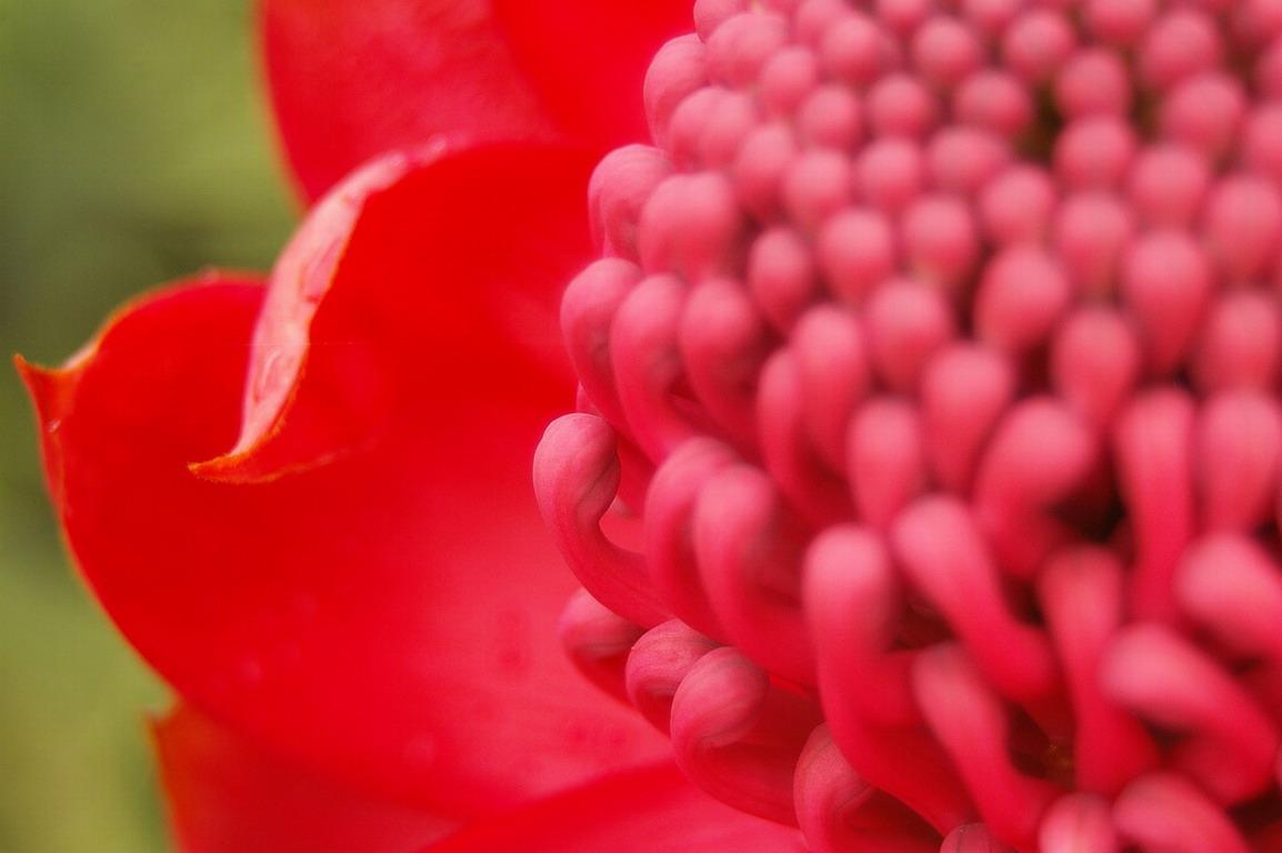 обои Australian Waratah фото