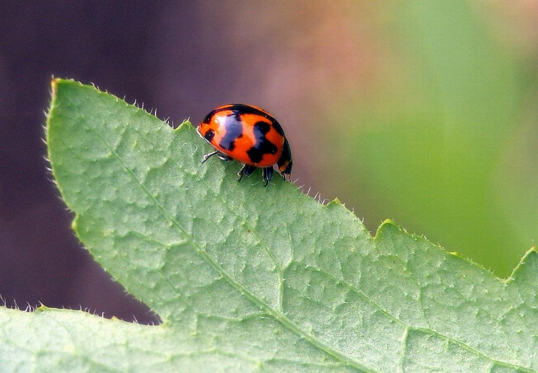 обои Lady Bug фото