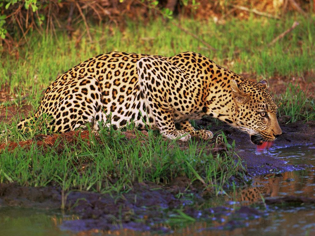 обои Леопард на водопое фото