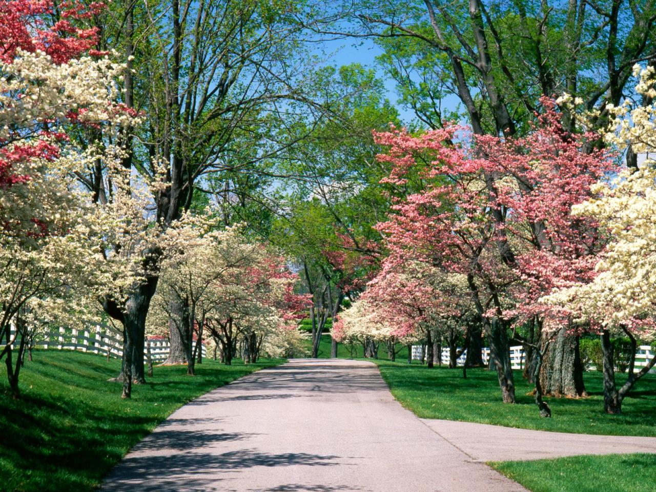 обои Pink and White Dogwood Trees фото