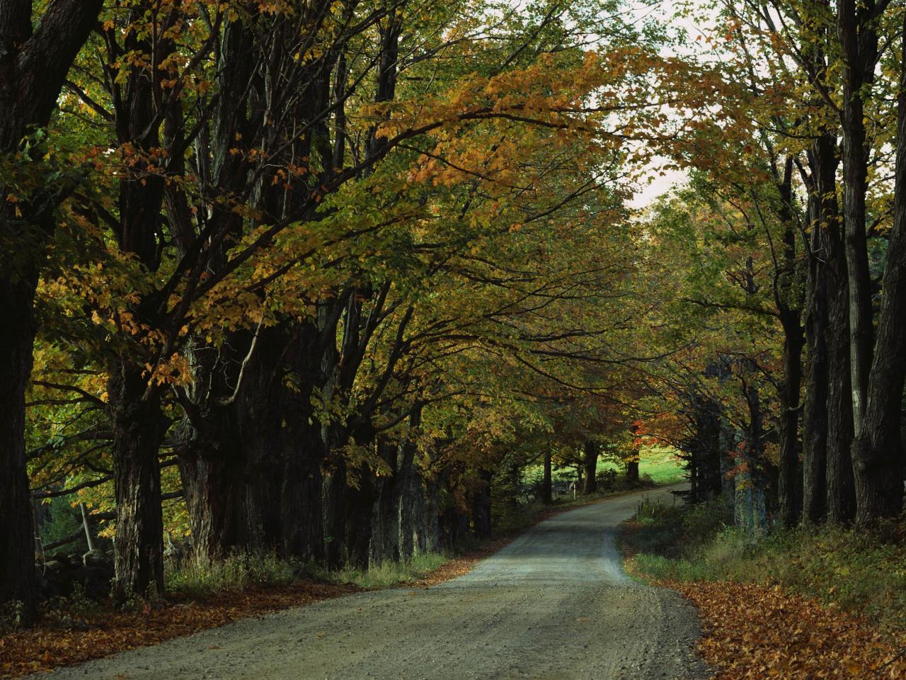 обои Дорога в осеннем лесу - деревья фото