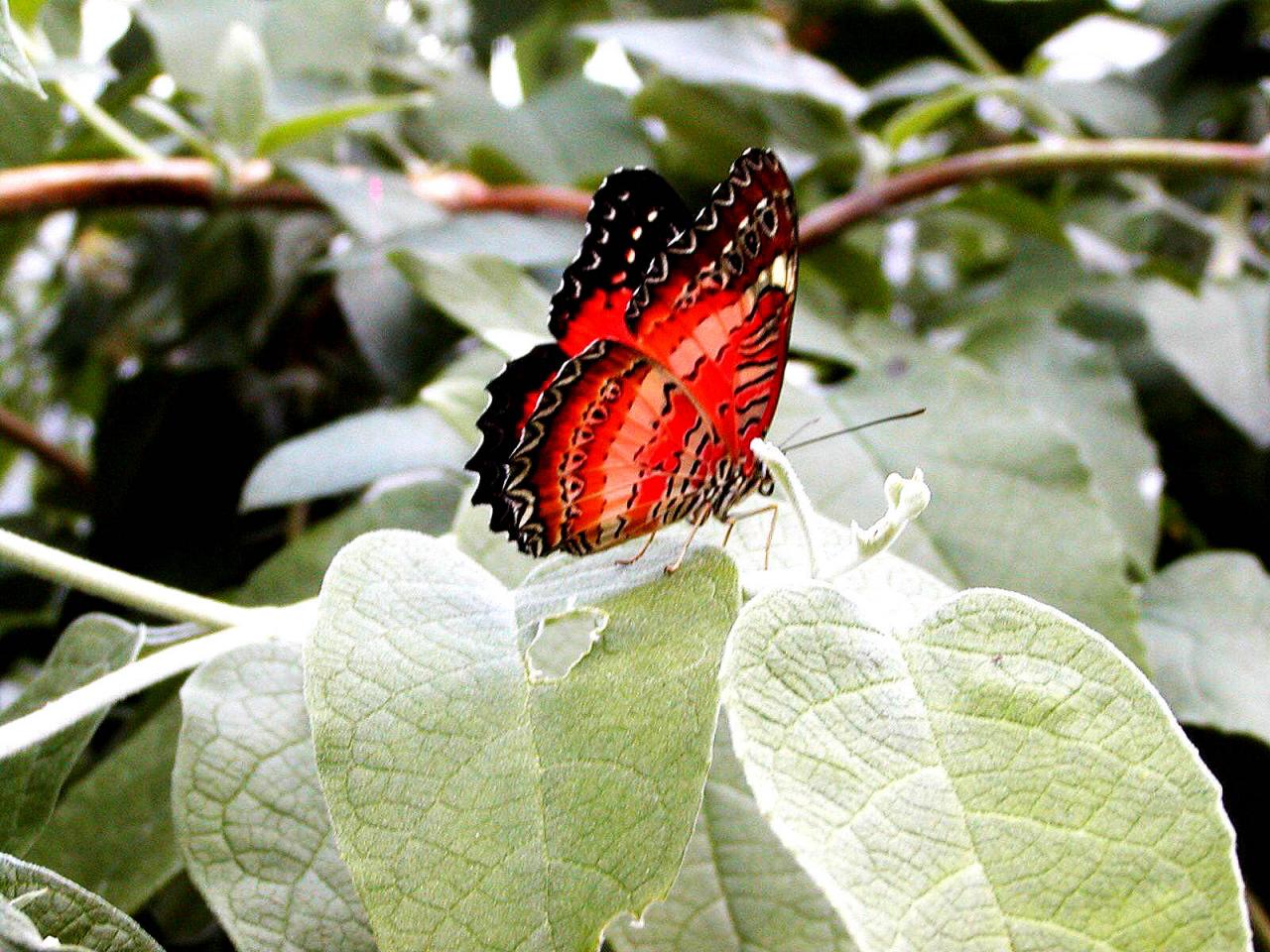 обои Lacewing Butterfly фото