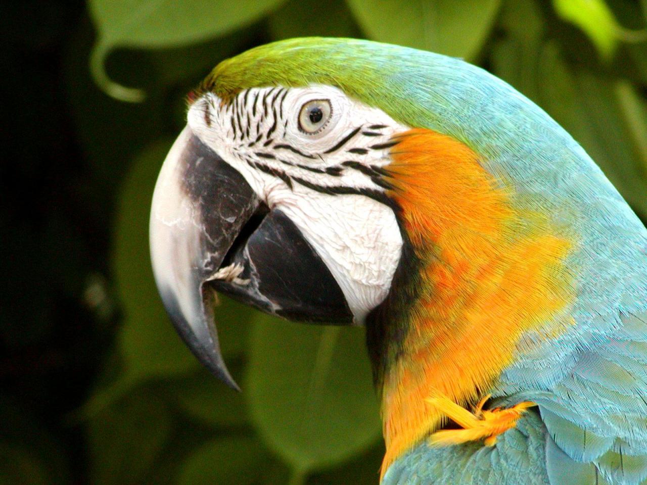 обои Macaw Parrot фото