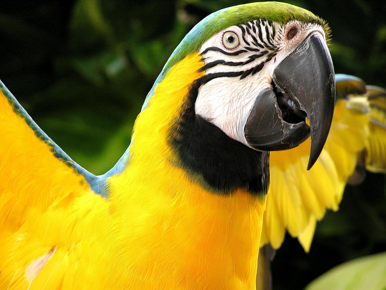 обои Macaw Parrot фото