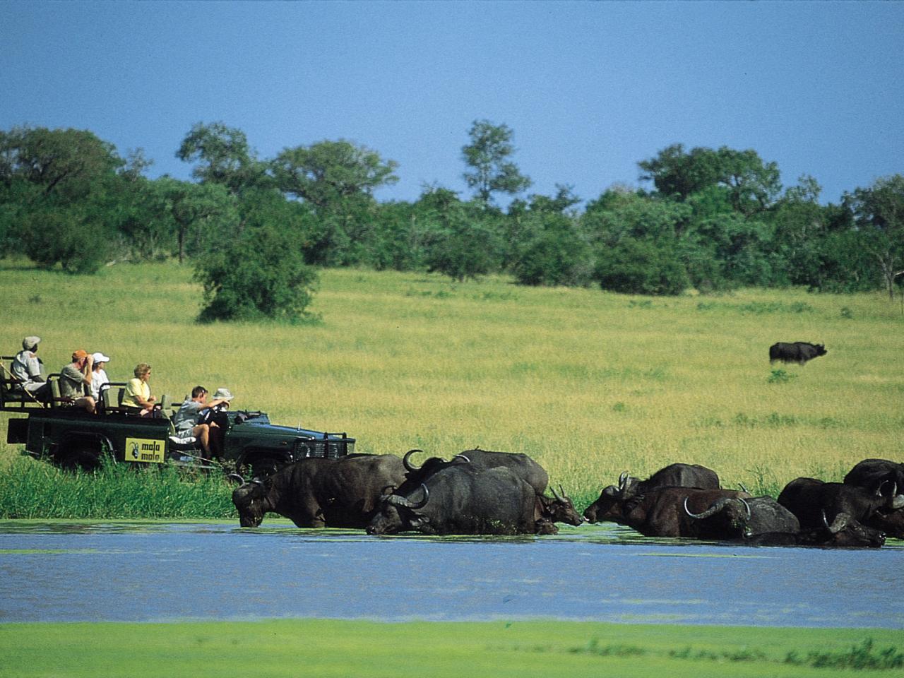 обои Mala Mala  Cape Buffalo фото