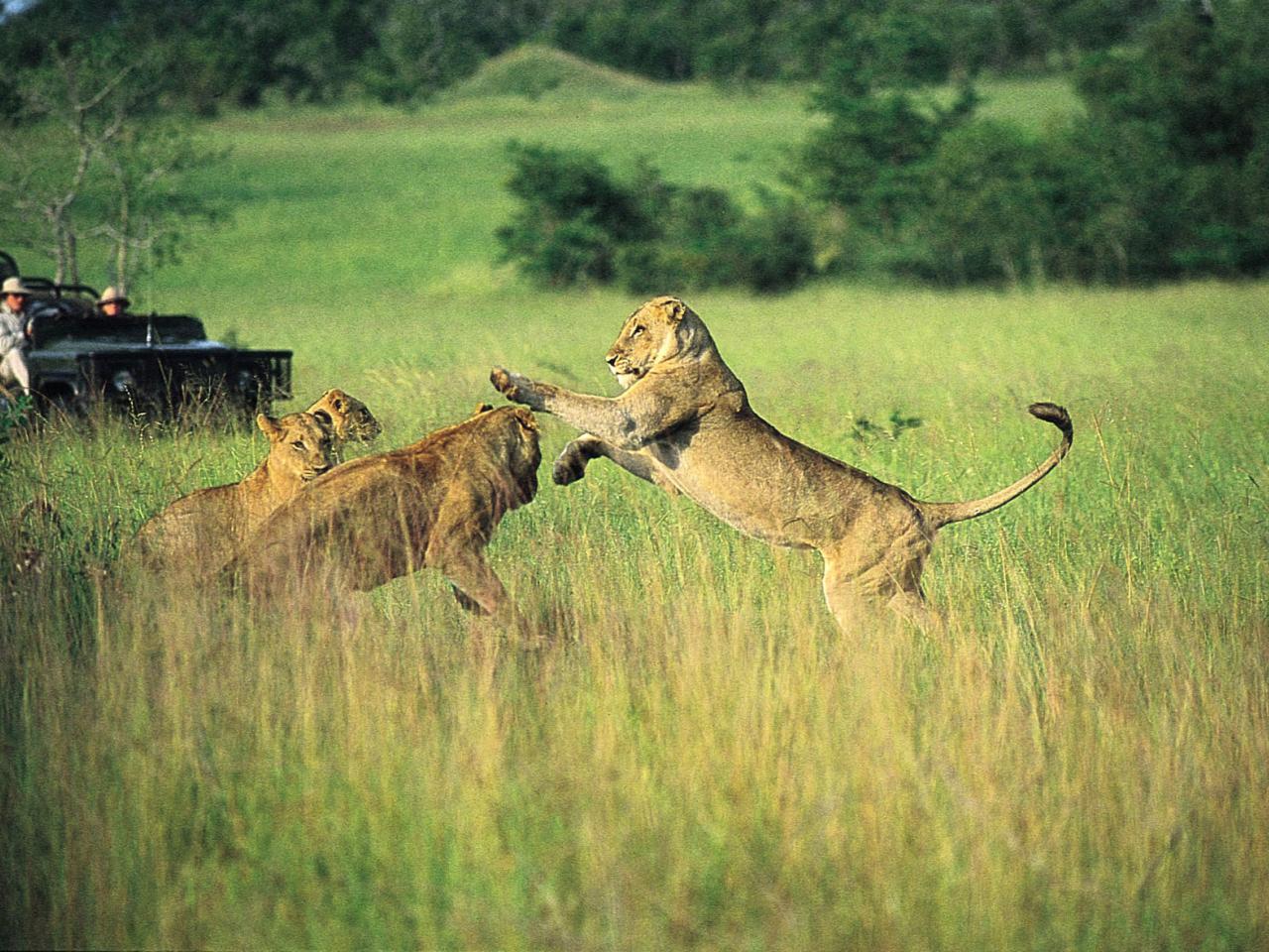 обои Mala Mala  Lions фото