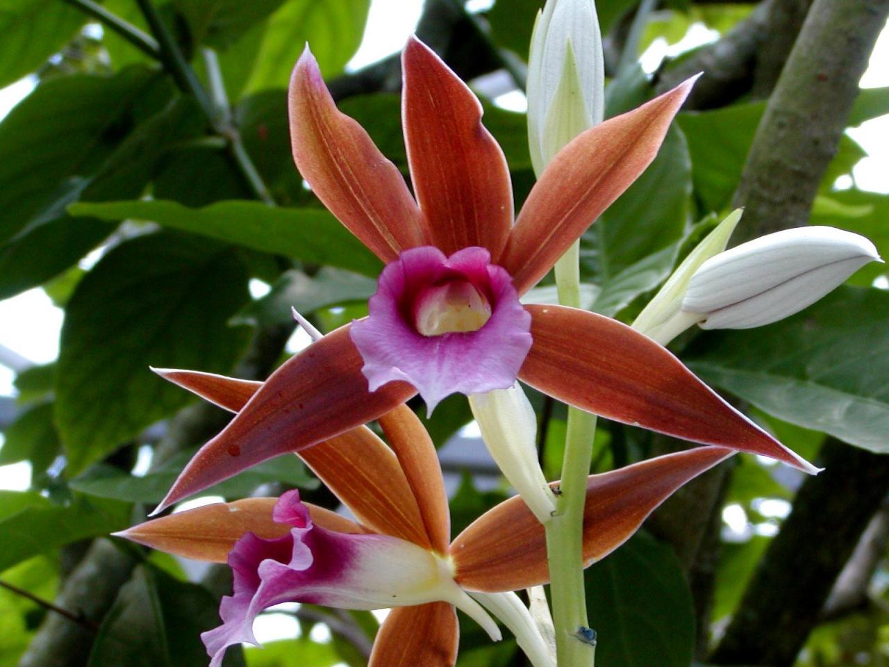 обои Orchids growing from Jungle floor фото