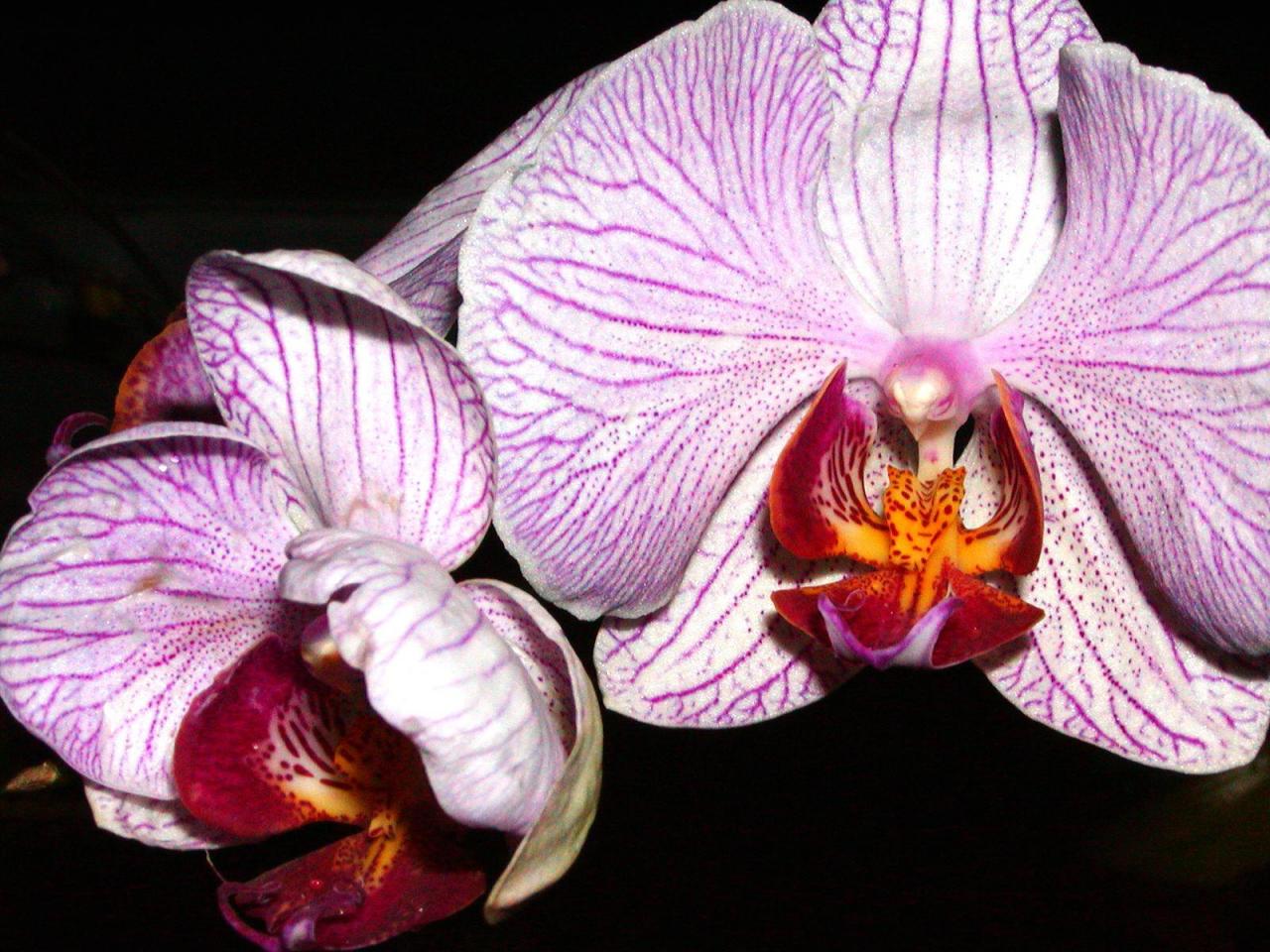 обои Purple Orchids фото