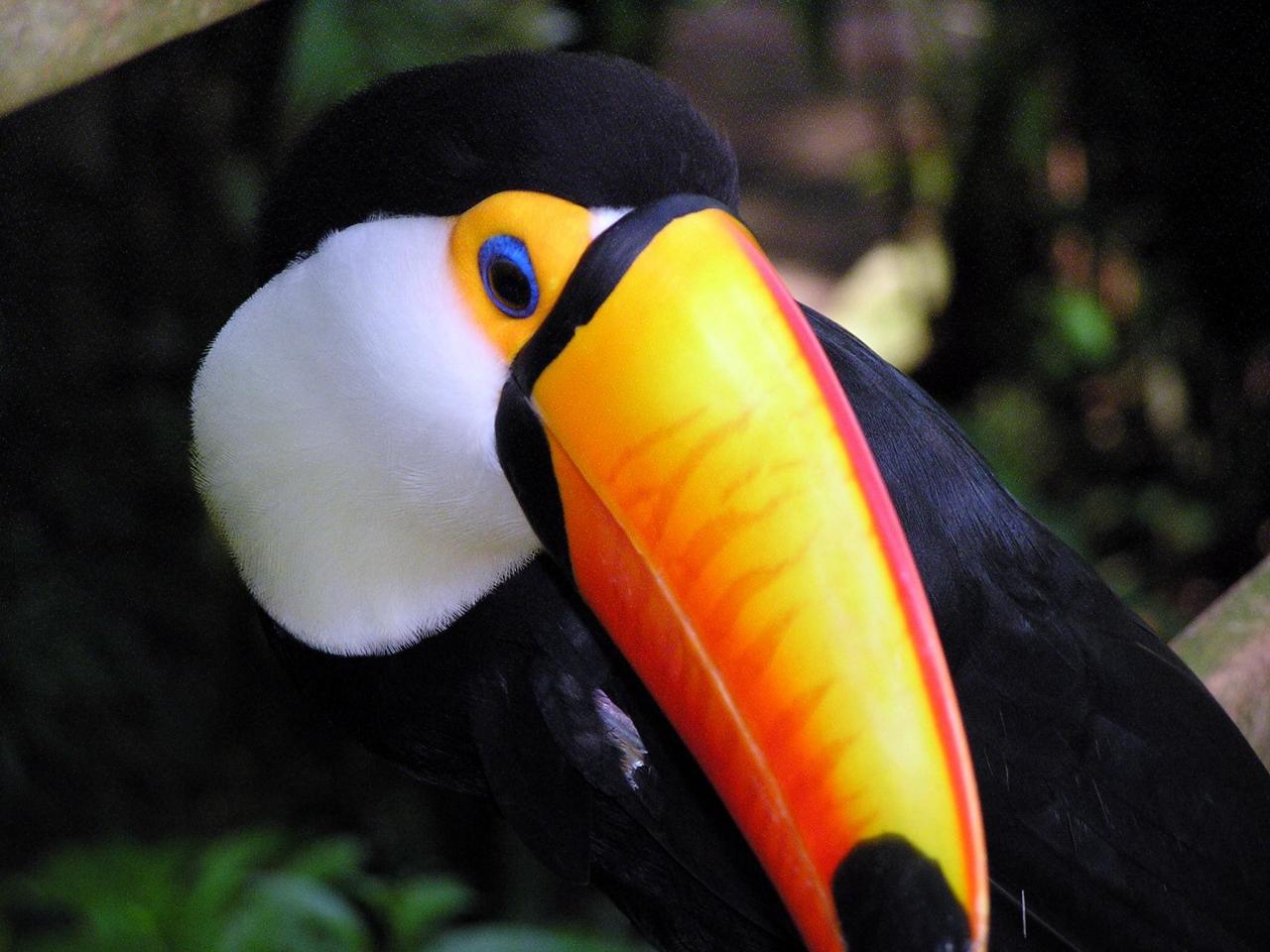 обои Toucan upclose фото