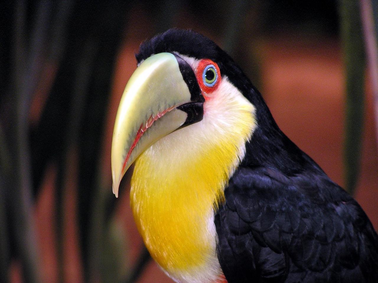 обои Toucan with yellow neck фото