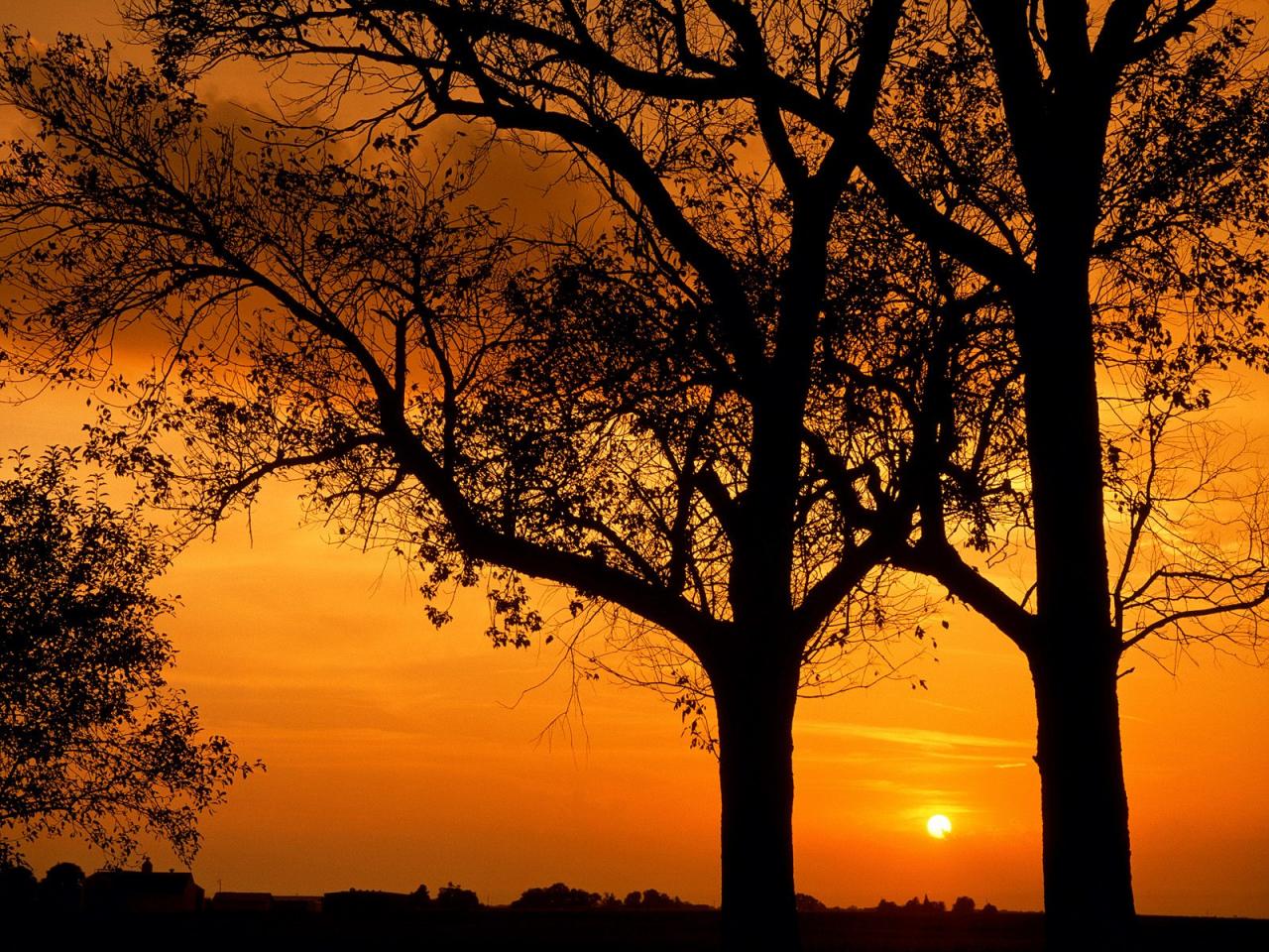 обои Elm Trees at Sunset, Illinois фото