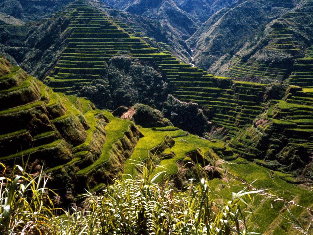 обои Ancient Rice Terraces, Philippines фото