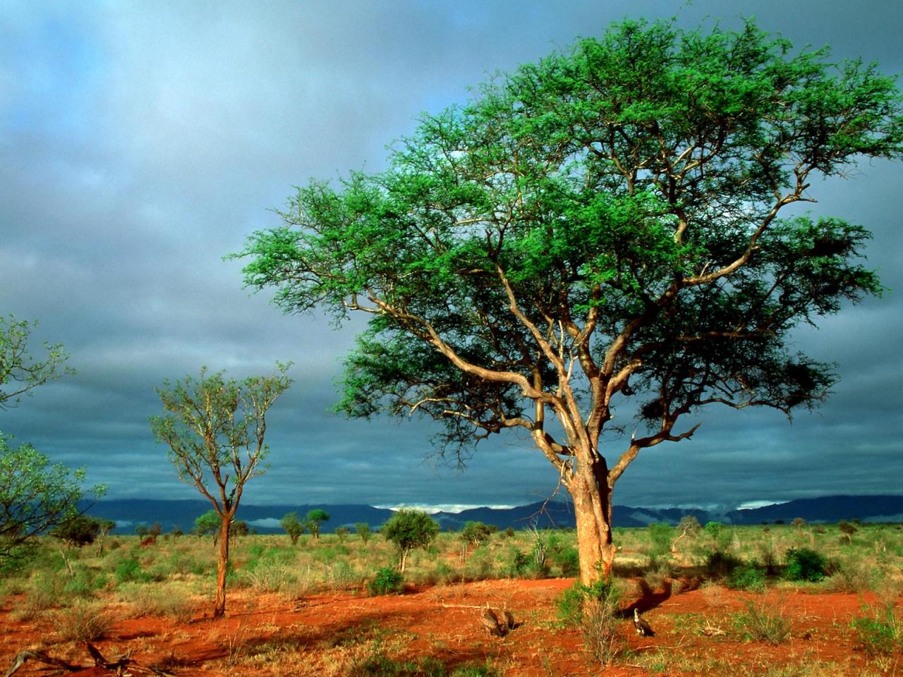 обои African Landscape, Kruger National Park фото