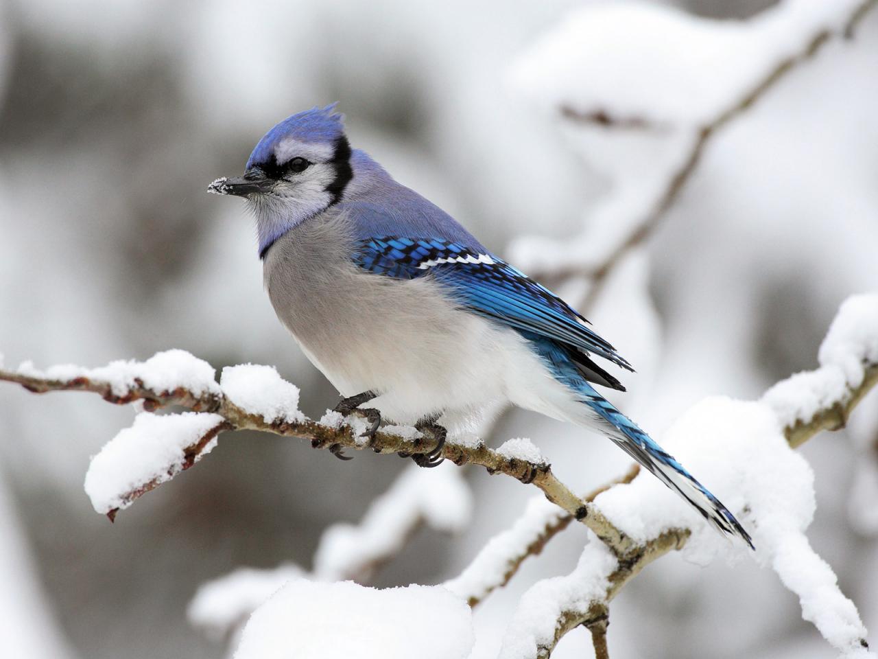 обои Blue Jay (Cyanocitta Cristata) фото