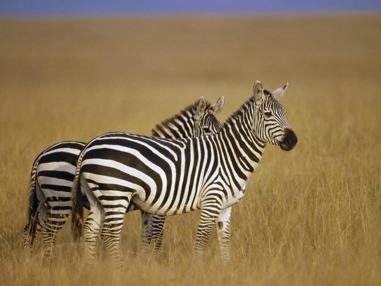 обои Burchell Zebra African Savannah Kenya фото