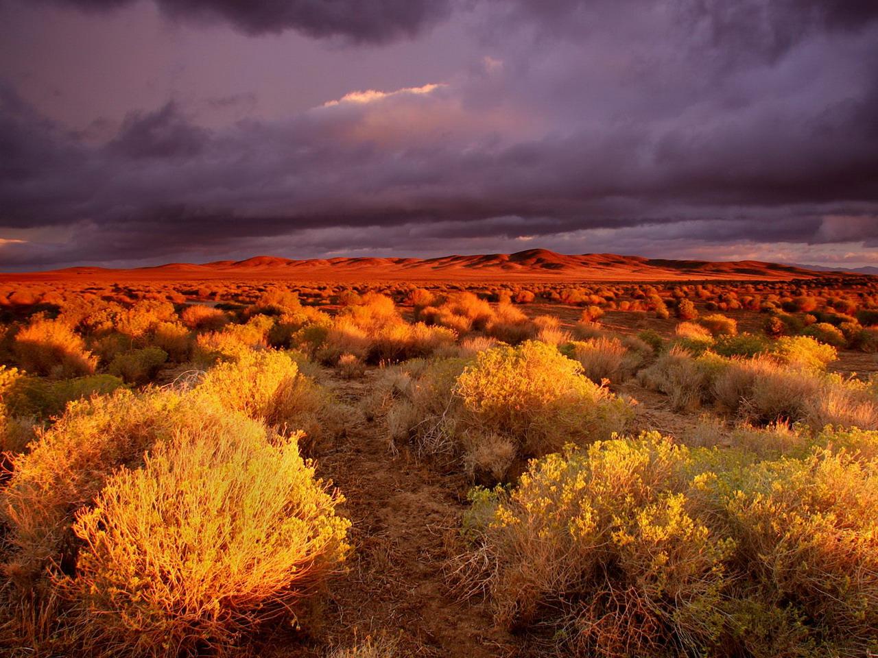 обои Antelope Valley Poppy Reserve, California фото