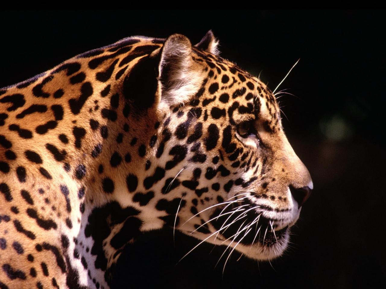 обои Jaguar, South America фото