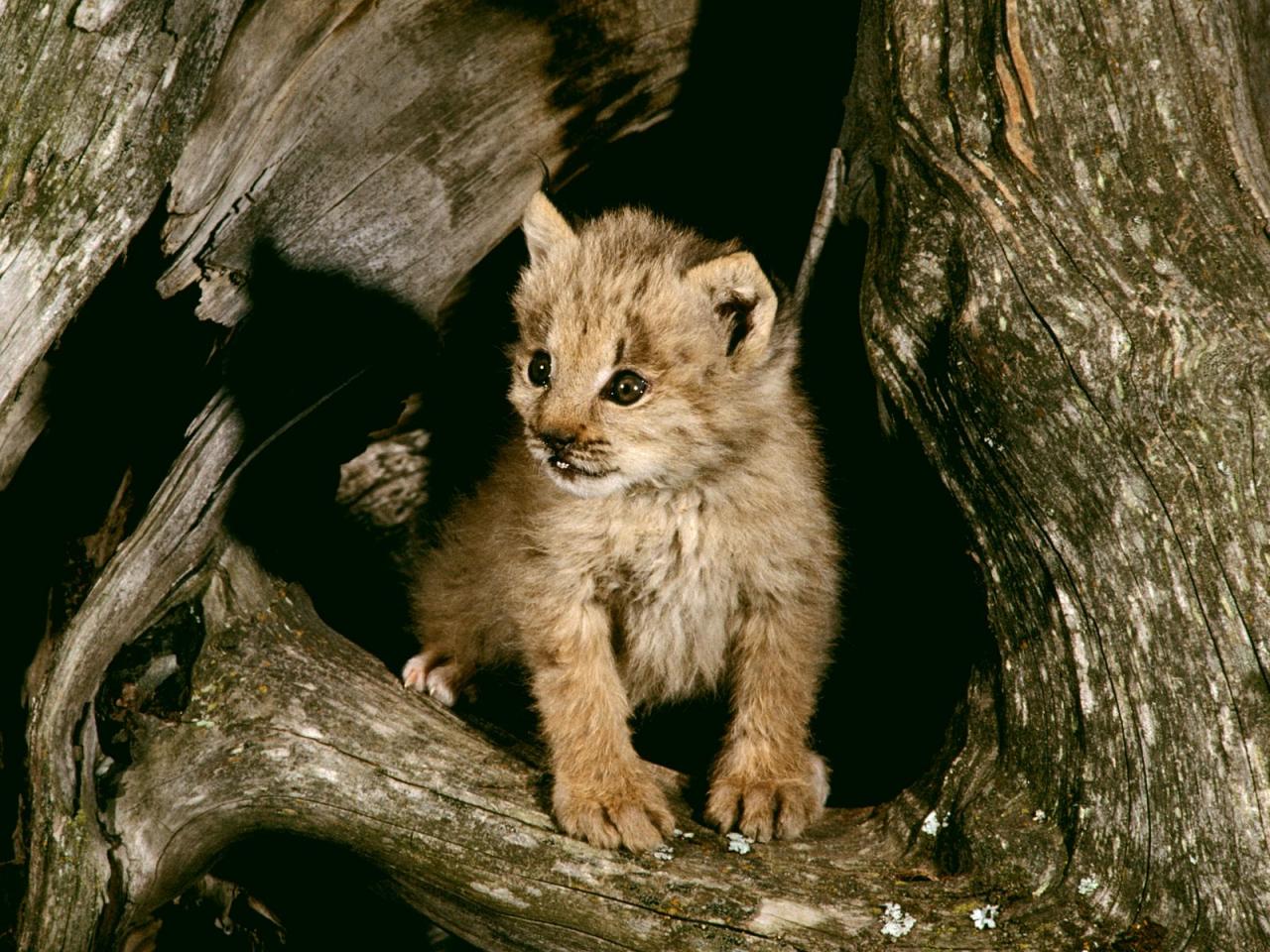 обои Lynx Cub, Loomis State Forest, Washington фото