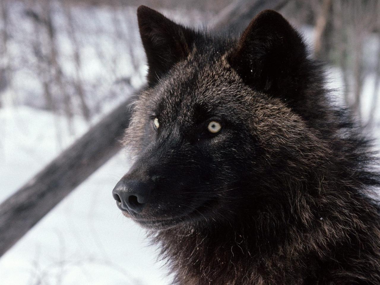 обои Tundra Wolf, Alaska фото