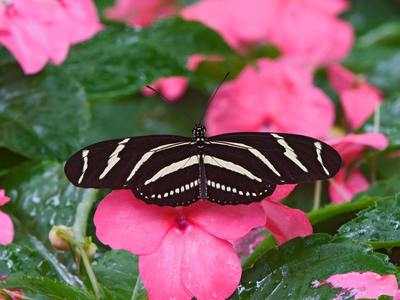 обои Lepke Butterfly фото