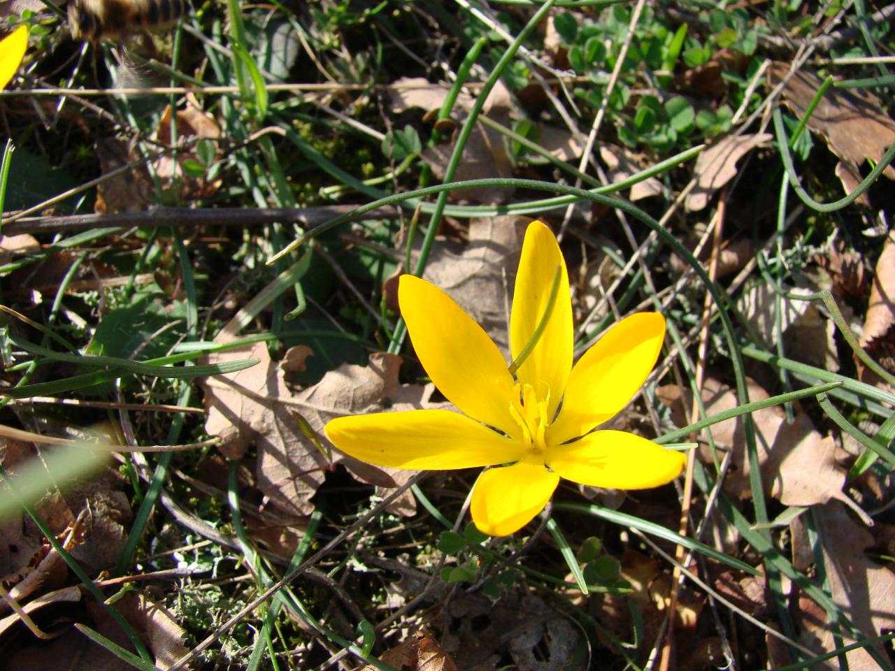 обои Yellow flower фото