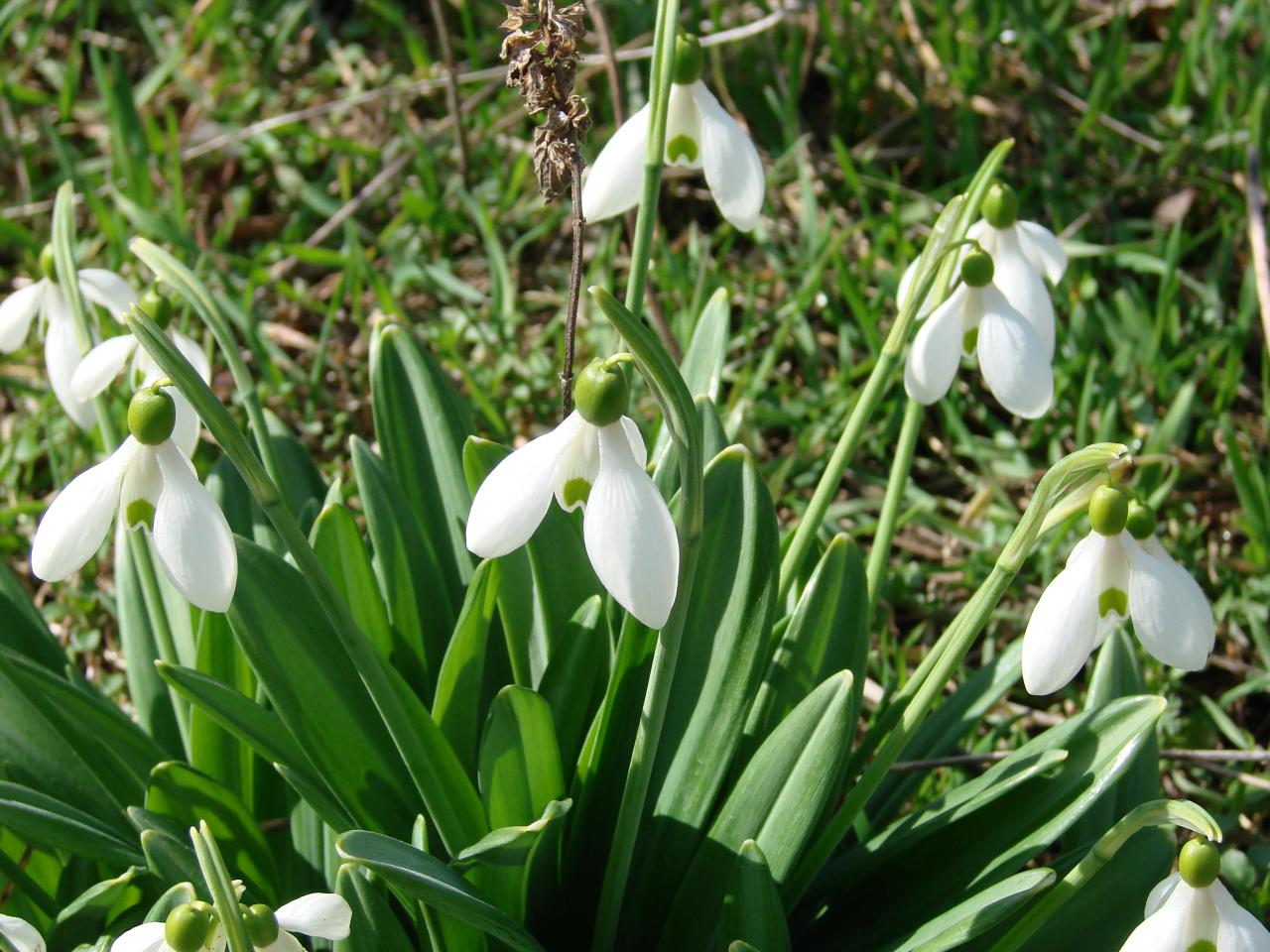 обои Winter flowers фото