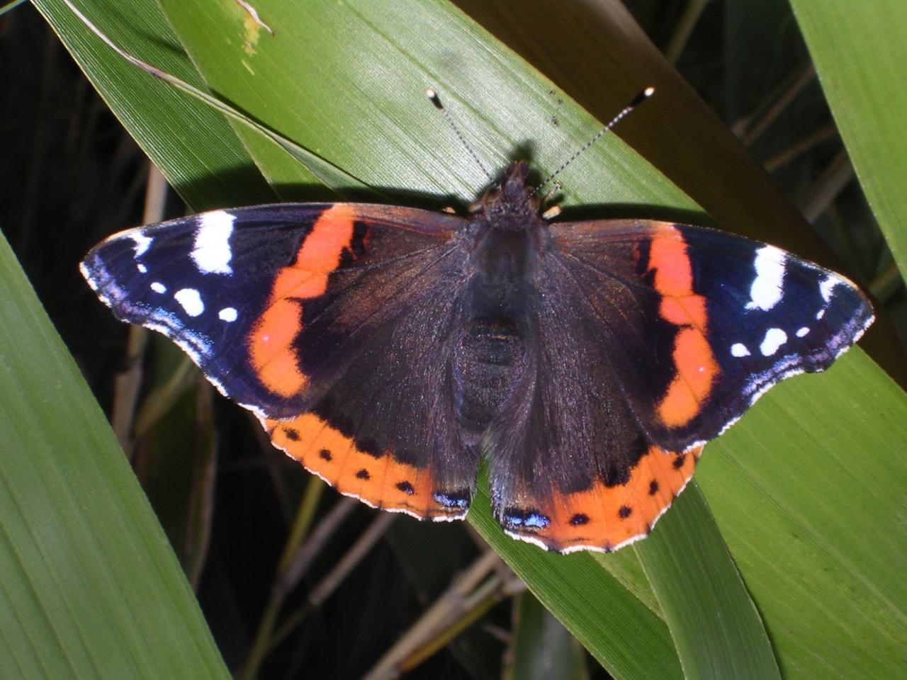 обои Red Lacewing Butterfly фото