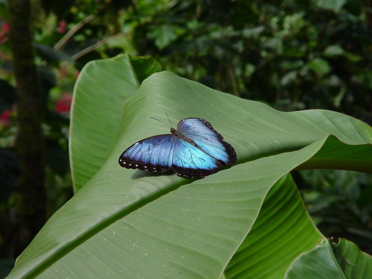 обои Morpho Butterfly in Flight, Costa Rica фото