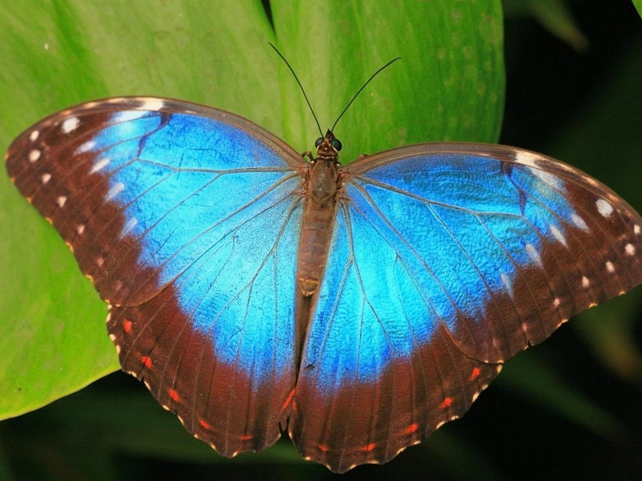 обои Morpho Brilliant фото