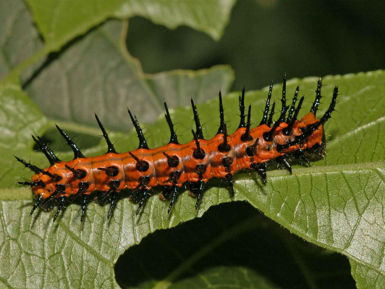 обои Gulf Fritillary фото