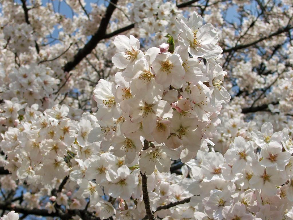 обои Весенний сад фото