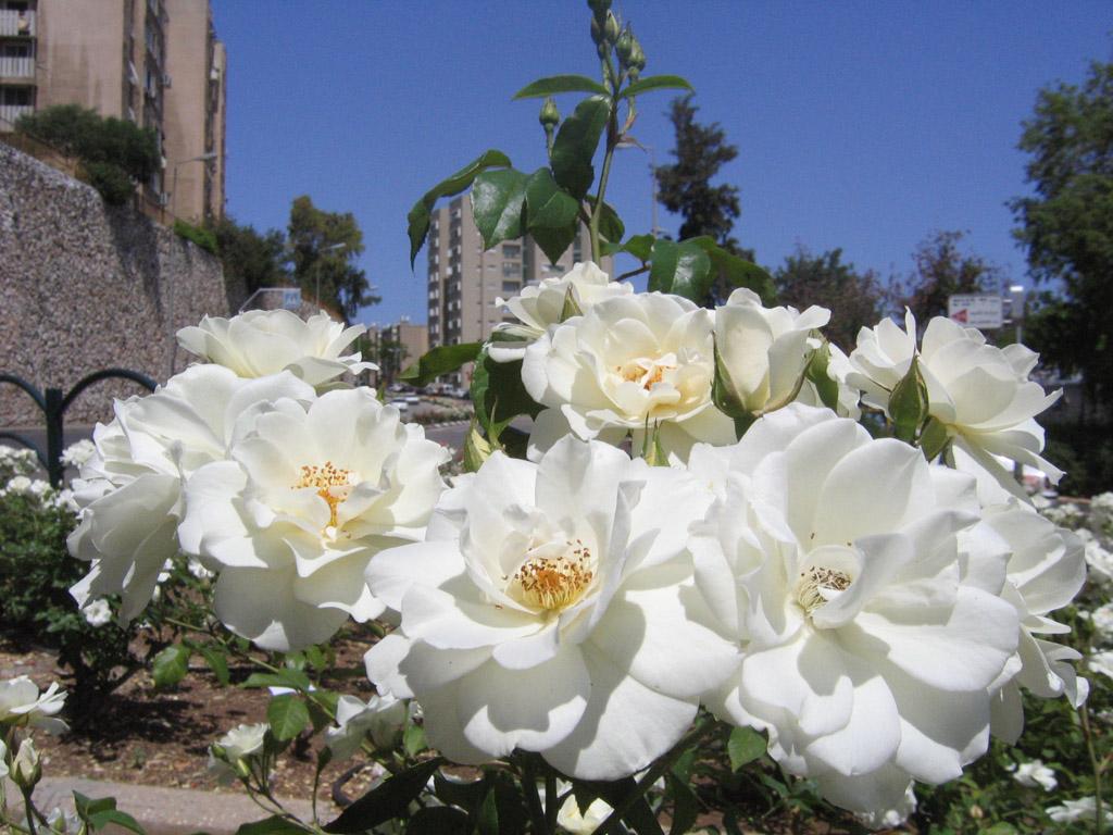 обои Белые розы фото