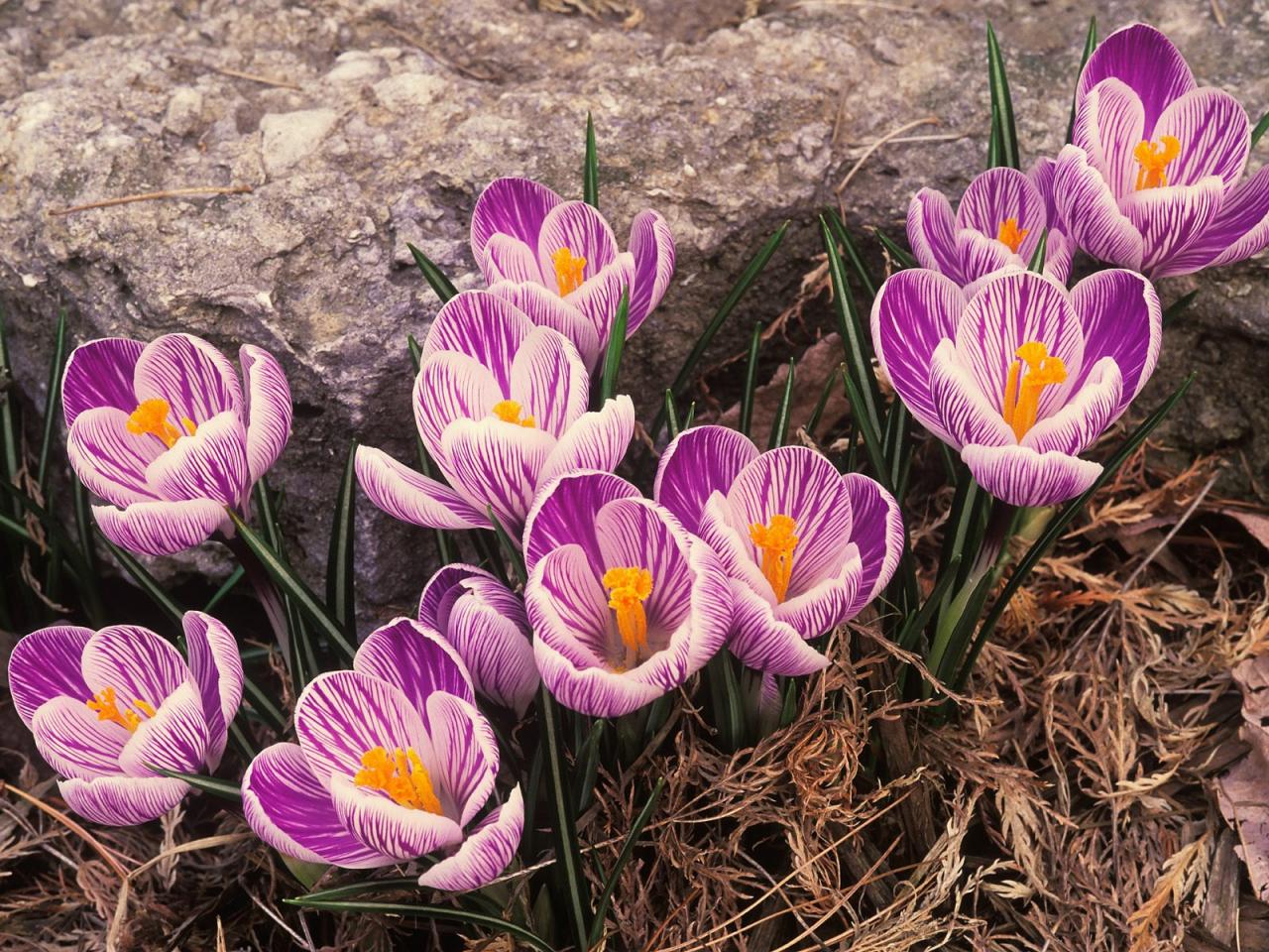 обои Crocuses my фото