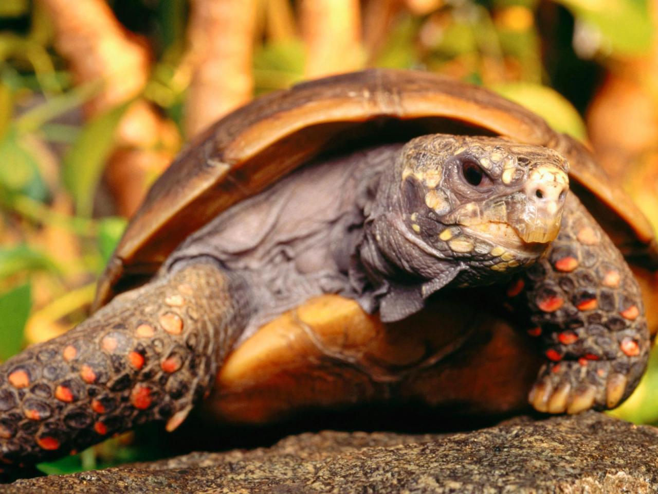 обои Многие виды сухопутных черепах страдают из-за потери их среды обитания фото