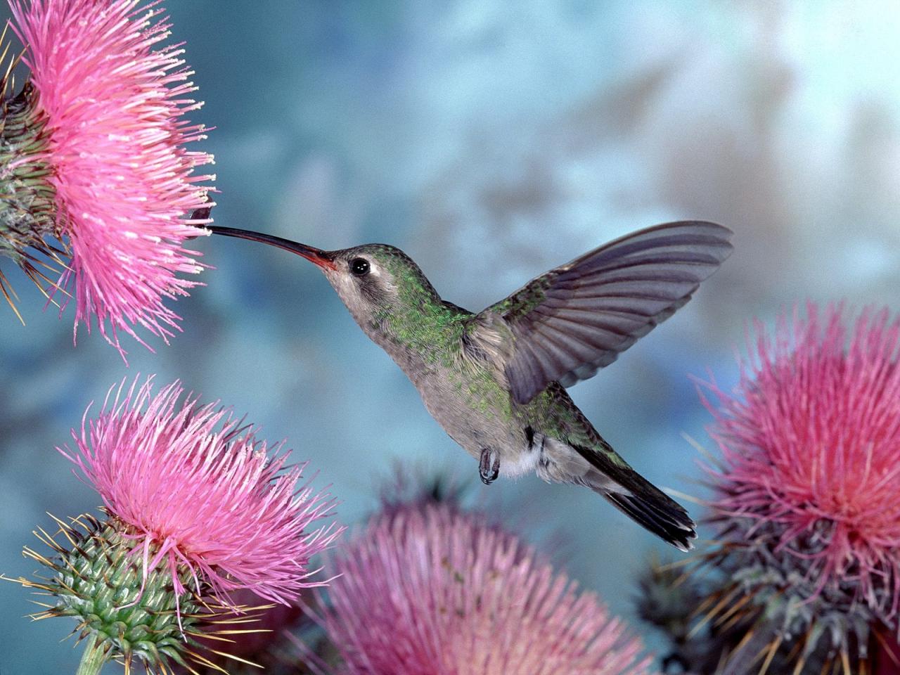 обои Broad-billed Hummingbird фото