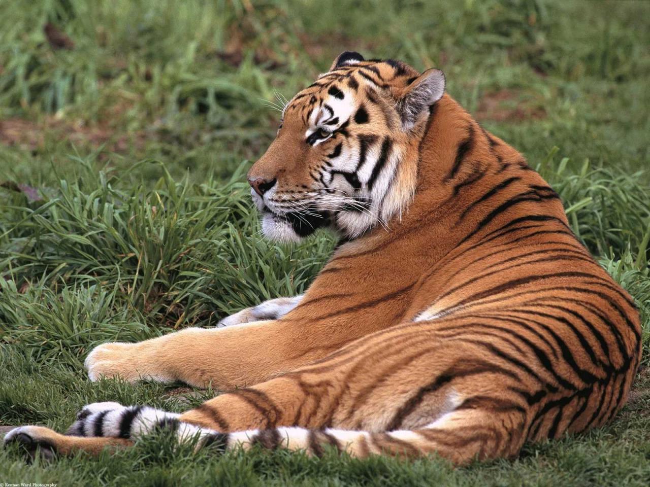 обои Тигрица отдыхает после охоты фото