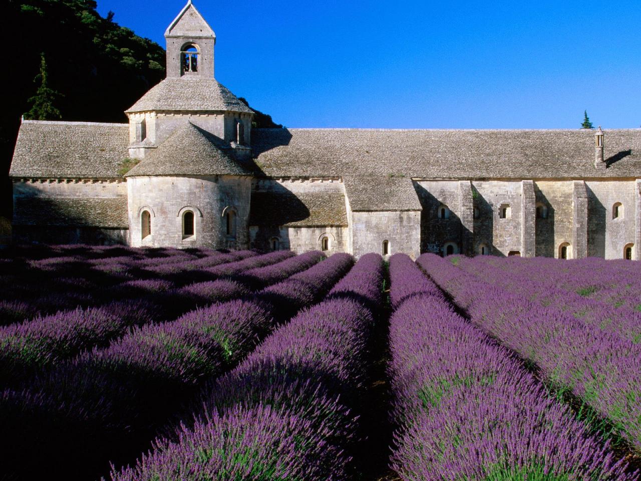 обои Lavender Field, Abbey of Senanque, Near Gordes, Provence, France фото