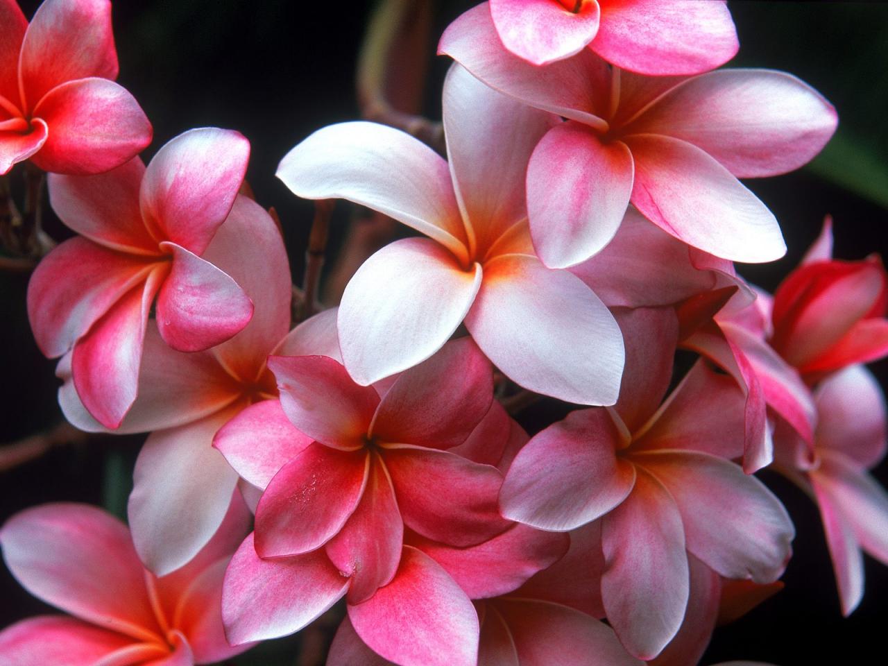 обои Hawaiian Plumeria фото