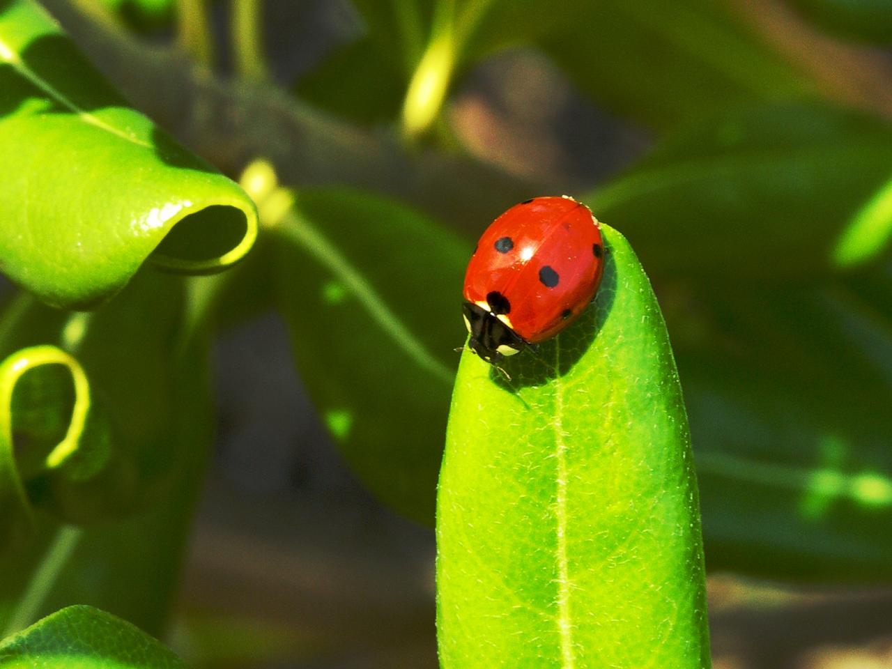 обои Lady Bug фото