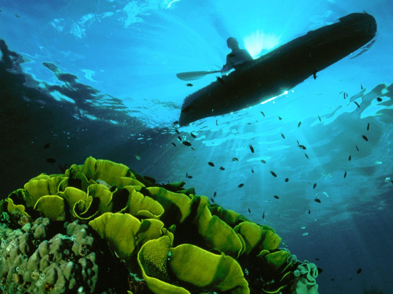 обои Проплывая над коралловым рифом фото